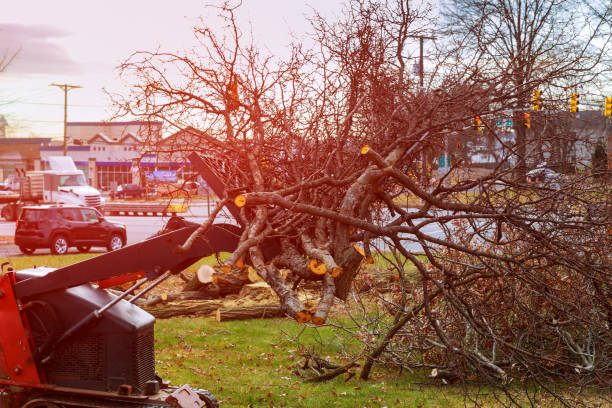 Trusted Champlin, MN Tree Removal Services Experts