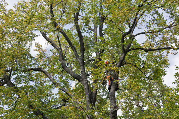 Best Storm Damage Tree Cleanup  in Champlin, MN